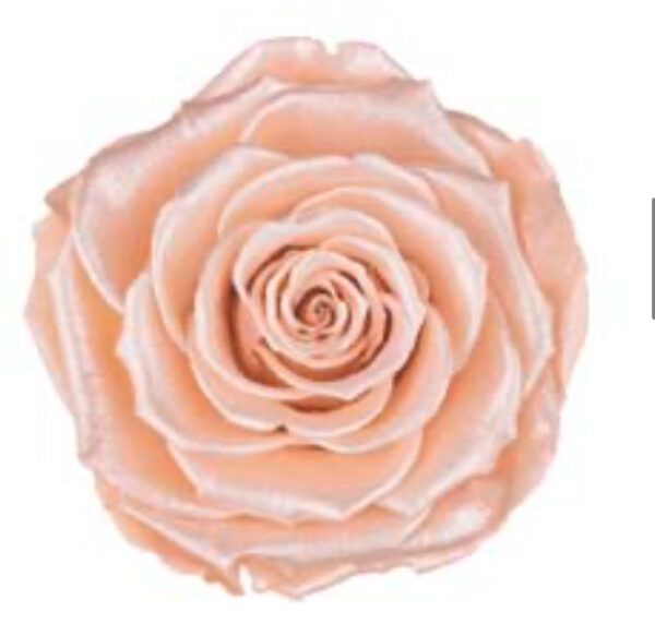 Preserved, box of 6 roses, LL+,SATIN PEACH 01