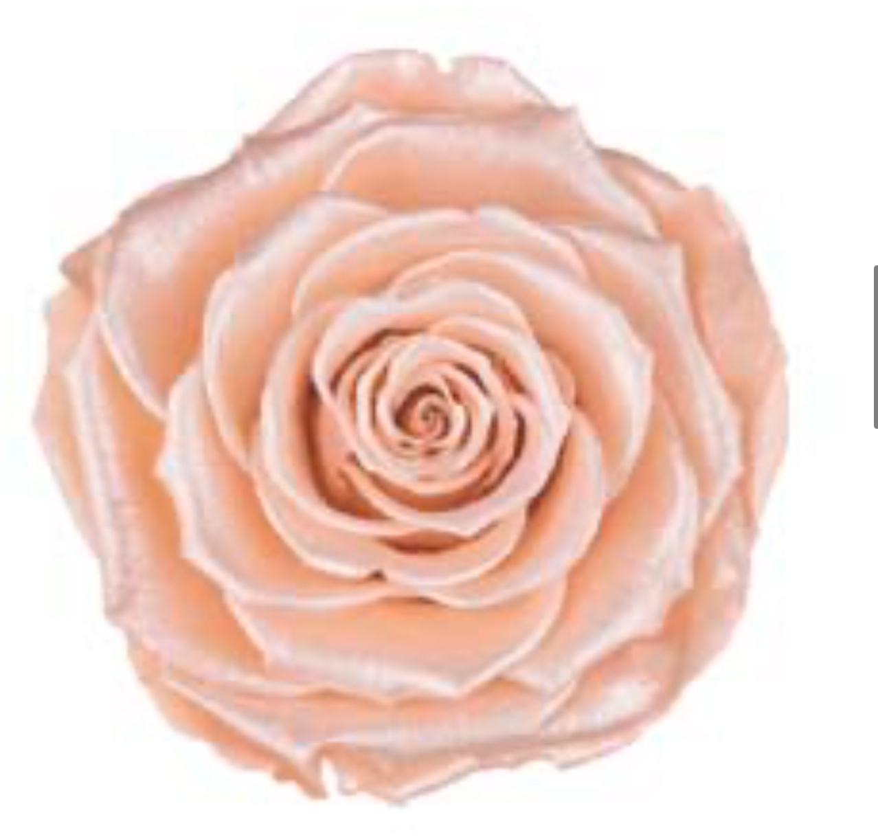 Preserved Orange Rice Flowers Preservedusa