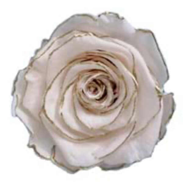 Preserved roses zebra white/gold, Roseamor