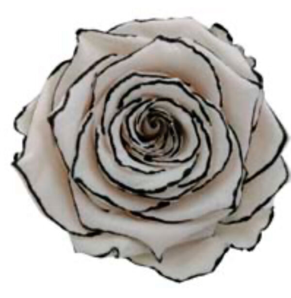 Preserved roses zebra white/black Roseamor