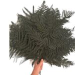 Preserved fern Bracken green color