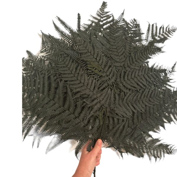 Preserved fern Bracken green color