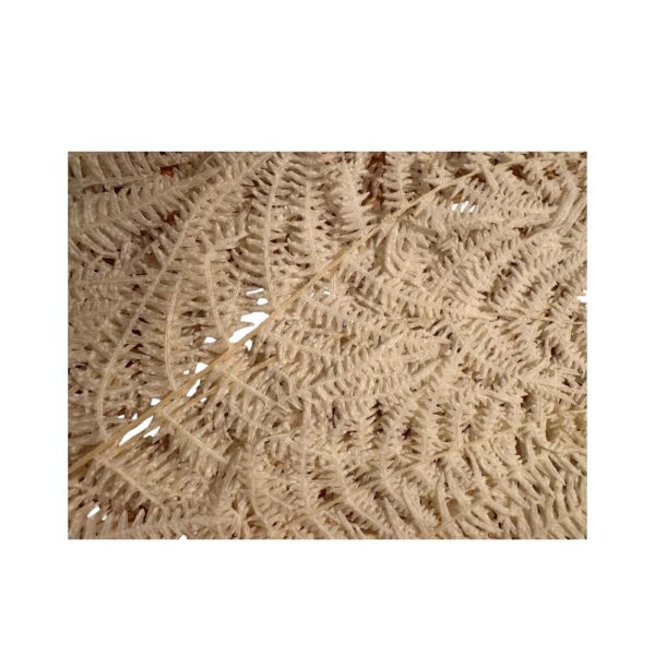 Preserved fern Felcioni white color - Image 3
