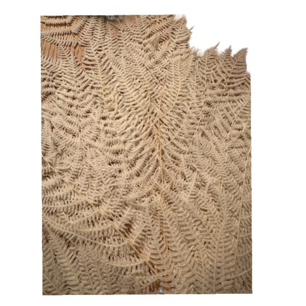 Preserved fern Felcioni white color - Image 2