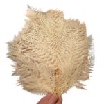 Preserved fern Felcioni white color