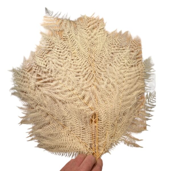 Preserved fern Felcioni white color