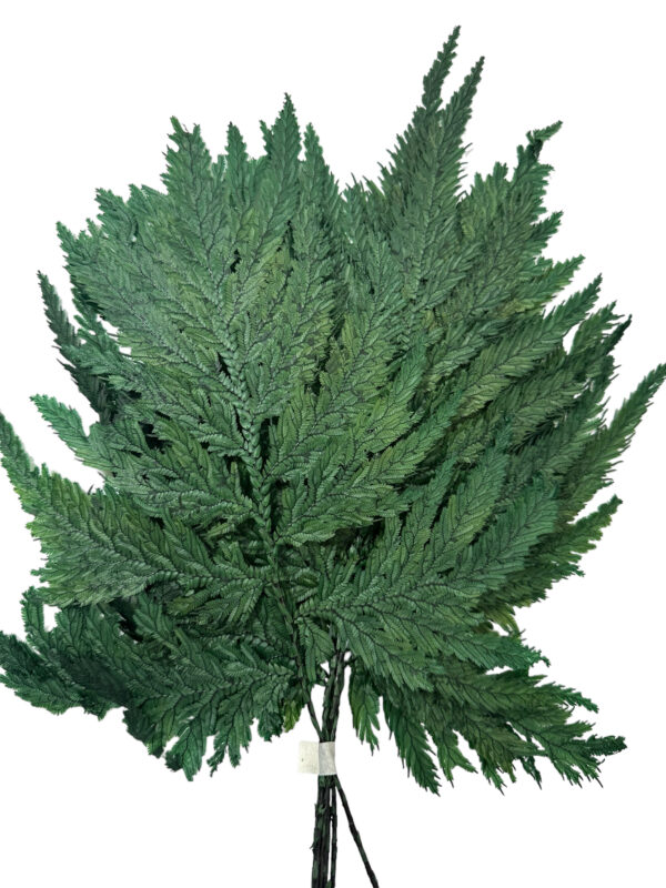 Preserved Colombian green fern