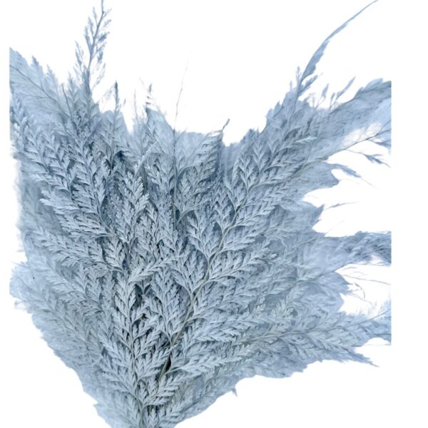 Preserved short Lace Fern grey