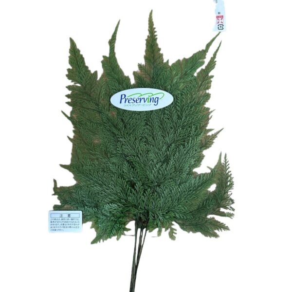 Preserved Tabalia fern green - Image 2