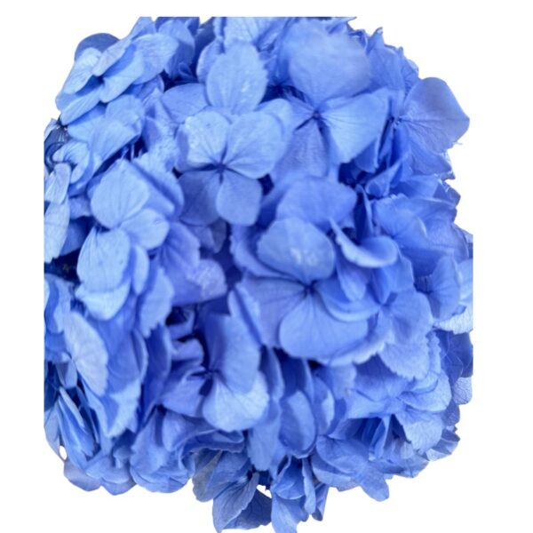 Preserved Hydrangea violete 89