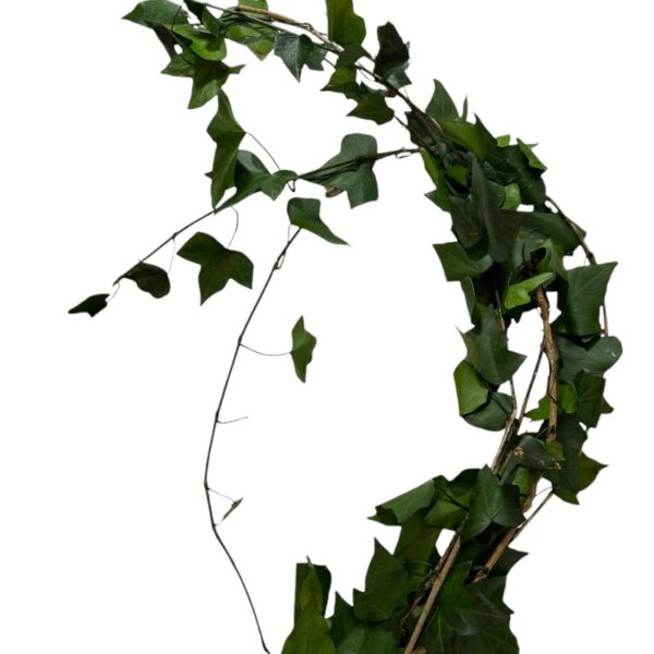 Preserved MINI Ivy green - Image 2