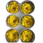 Preserved roses festiva yellow - Image 3