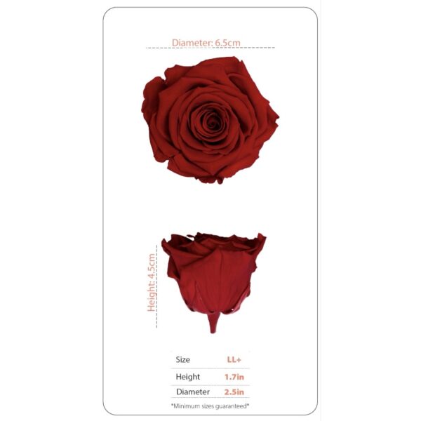 Preserved roses festiva white - Image 2