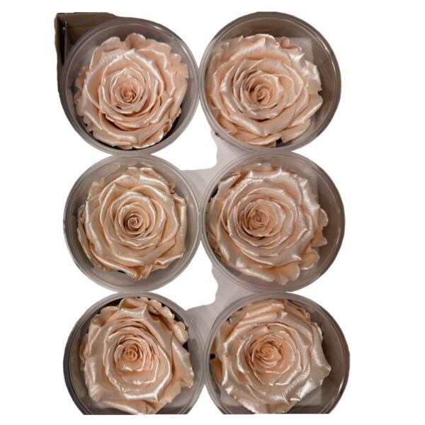 Preserved, box of 6 roses, LL+,SATIN PEACH 01 - Image 3
