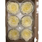Preserved roses satin yellow - Image 3