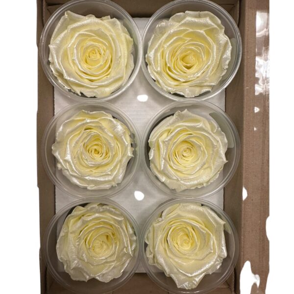 Preserved roses satin yellow - Image 3