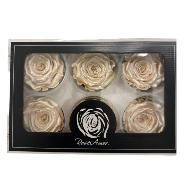 Preserved roses satin beige - Image 2