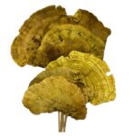 Dry Sponge Mushrooms green stemmed