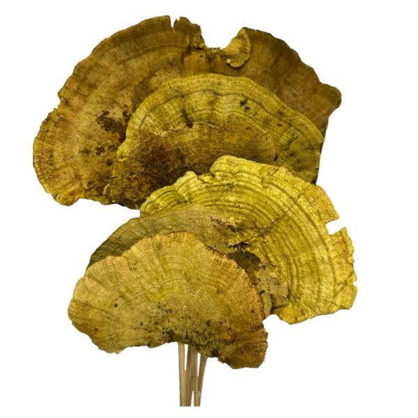 Dry Sponge Mushrooms green stemmed