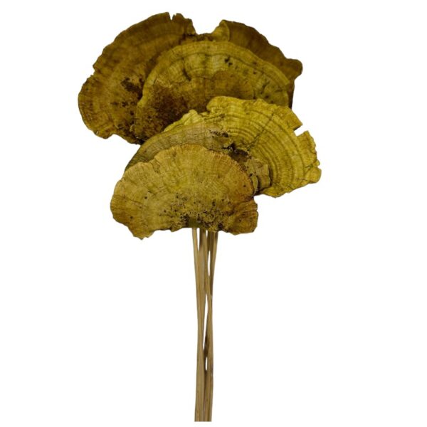 Dry Sponge Mushrooms green stemmed - Image 2