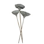 Dry Lotus Pods white stemmed.3 unid. - Image 2