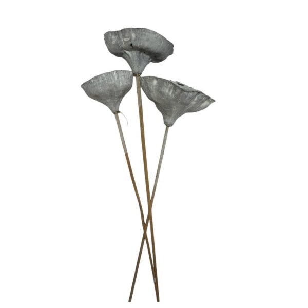 Dry Lotus Pods white stemmed.3 unid. - Image 2