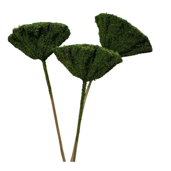 Dry Lotus Pods mosscoat stemmed. - Image 3