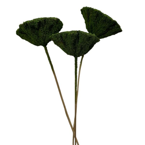 Dry Lotus Pods mosscoat stemmed. - Image 2