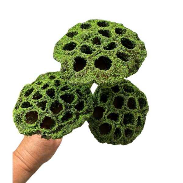 Dry Lotus Pods mosscoat stemmed.