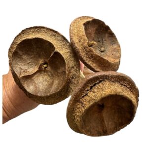 Dry Tigela pods stemmed natural 15"