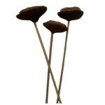Dry Tigela pods stemmed natural 15" - Image 2
