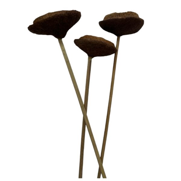 Dry Tigela pods stemmed natural 15" - Image 2