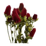 Dry clover red bunch