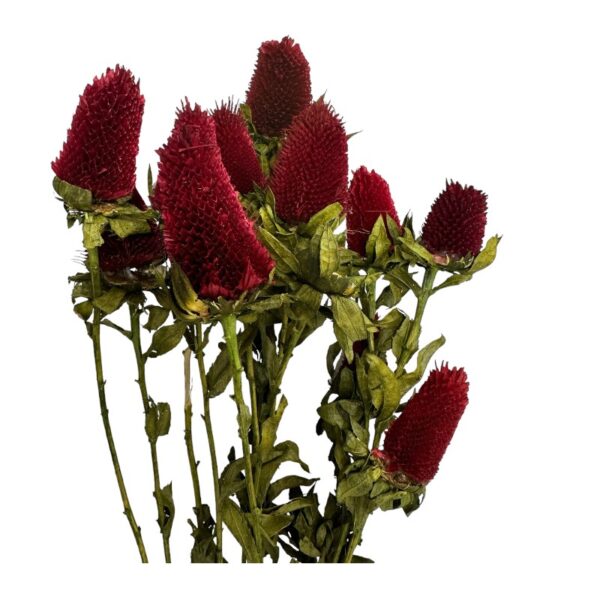 Dry clover red bunch