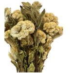 Dry Cockscomb buff