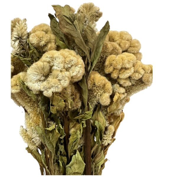 Dry Cockscomb buff