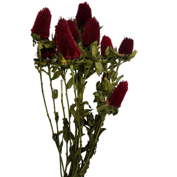 Dry clover red bunch - Image 2