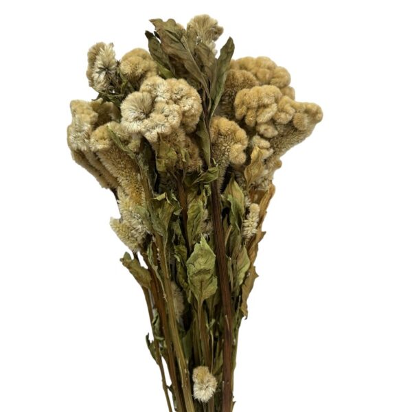 Dry Cockscomb buff - Image 2