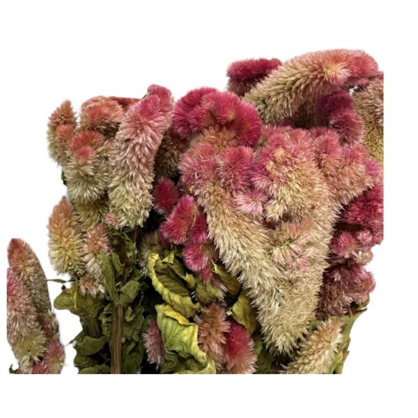 Dry Cockscomb pink