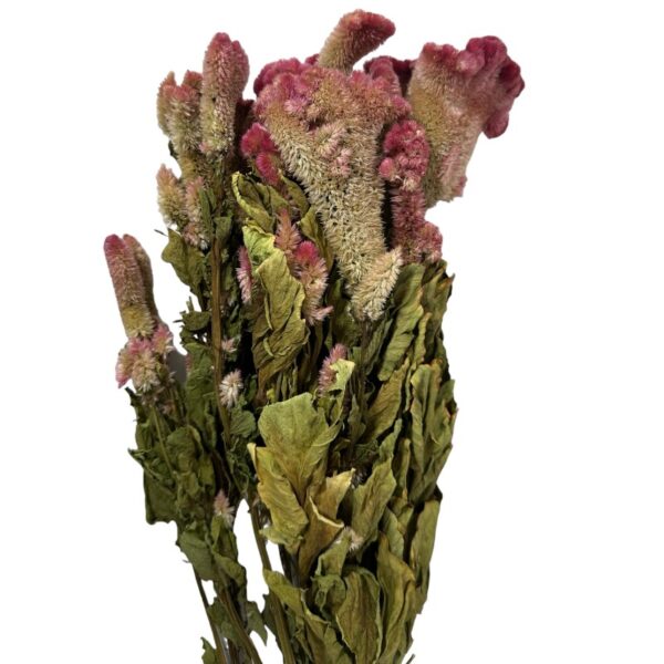 Dry Cockscomb pink - Image 2