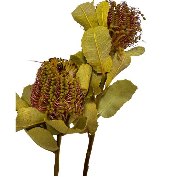 Dry Coccinea 14-16" - Image 2