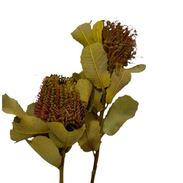 Dry Coccinea 14-16"