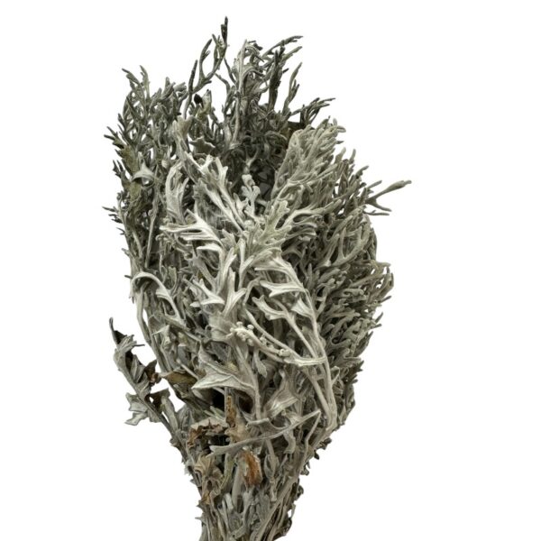 Dry Dusty Miller