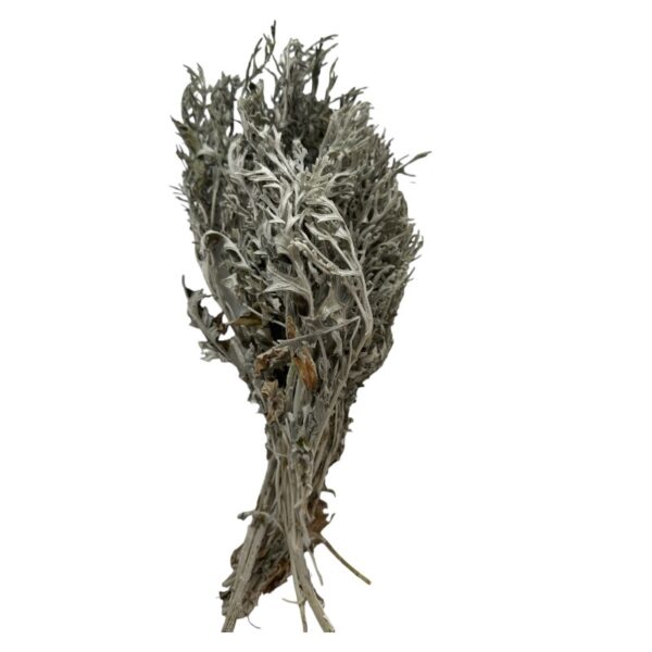 Dry Dusty Miller - Image 2