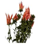 Dry Indian paintbrush orange - Image 4