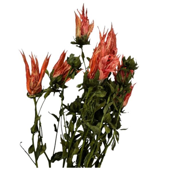 Dry Indian paintbrush orange - Image 4