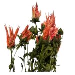 Dry Indian paintbrush orange