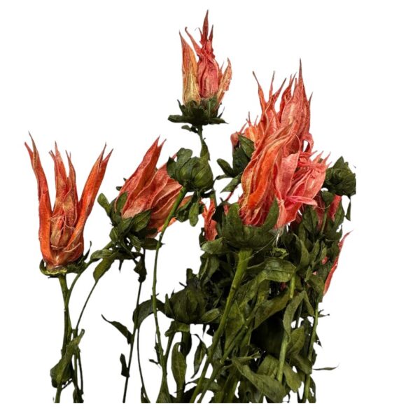 Dry Indian paintbrush orange