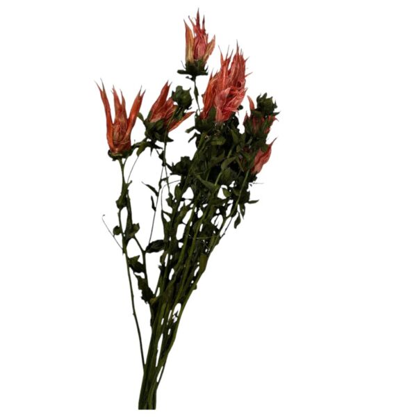 Dry Indian paintbrush orange - Image 2