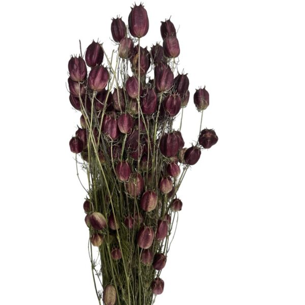 Dry purple Nigella - Image 3